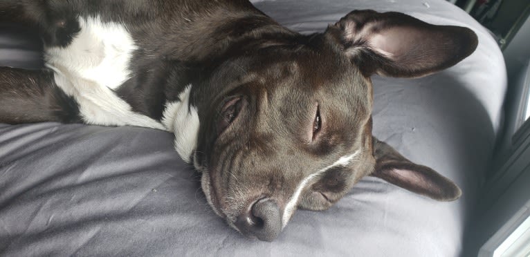 Connor, an American Bully and American Bulldog mix tested with EmbarkVet.com