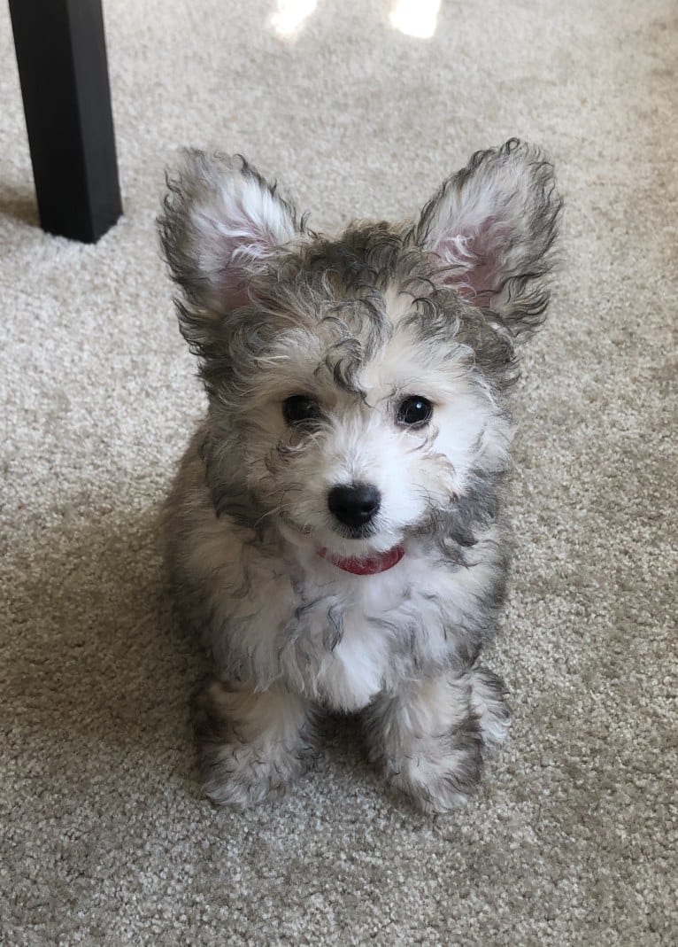 Coquito, a Chihuahua and Bichon Frise mix tested with EmbarkVet.com