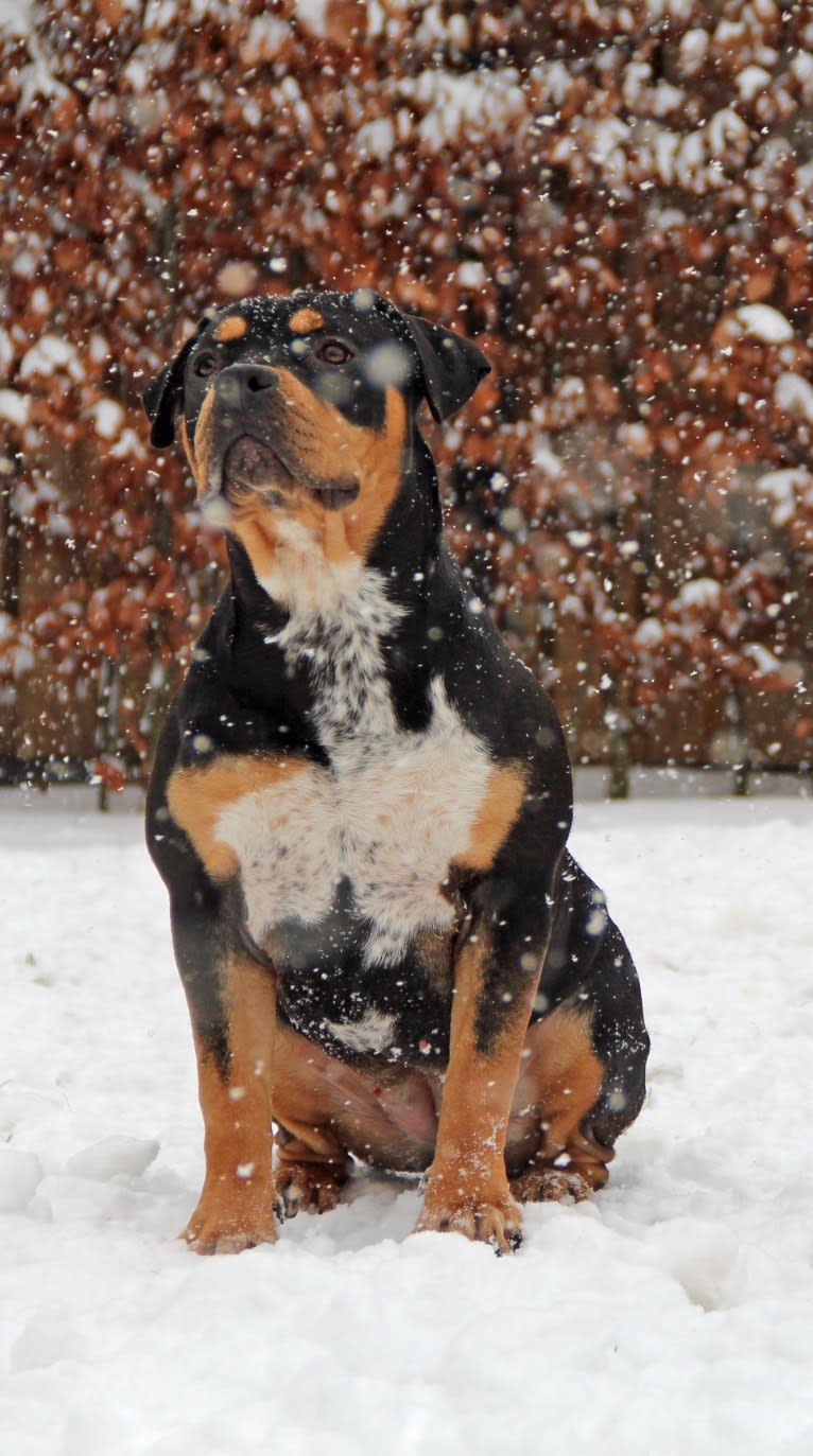 NALA, an American Bully tested with EmbarkVet.com