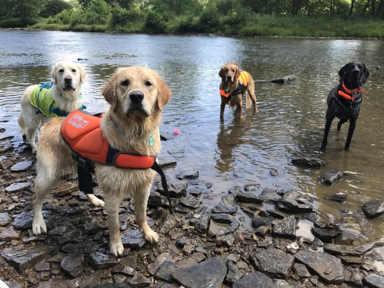 Totty, a Golden Retriever tested with EmbarkVet.com