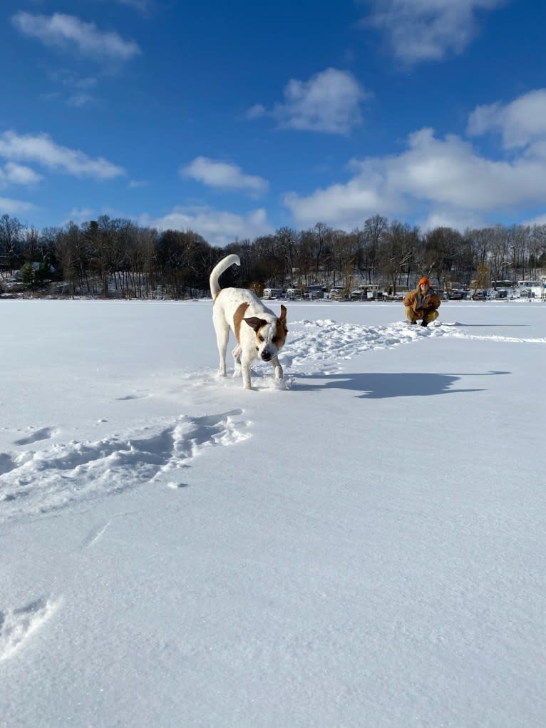 Wilson Wayhart, a Boxer and German Shepherd Dog mix tested with EmbarkVet.com