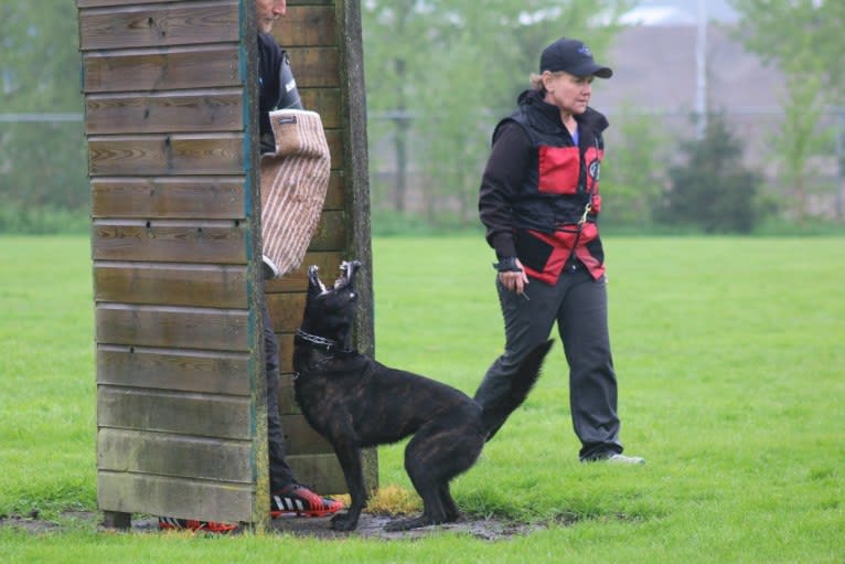 Nike des las Flores, a Dutch Shepherd tested with EmbarkVet.com