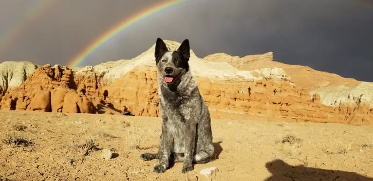 Trace, an Australian Cattle Dog and Koolie mix tested with EmbarkVet.com