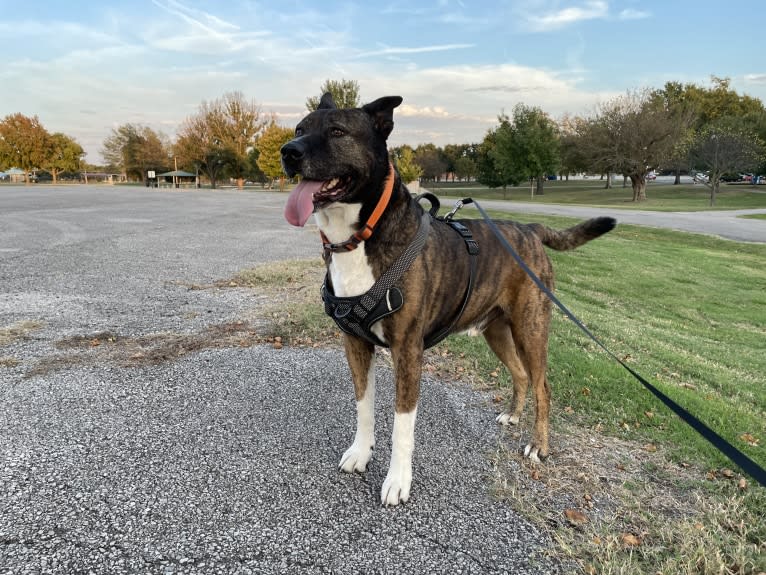 Gus, an American Pit Bull Terrier and Akita mix tested with EmbarkVet.com