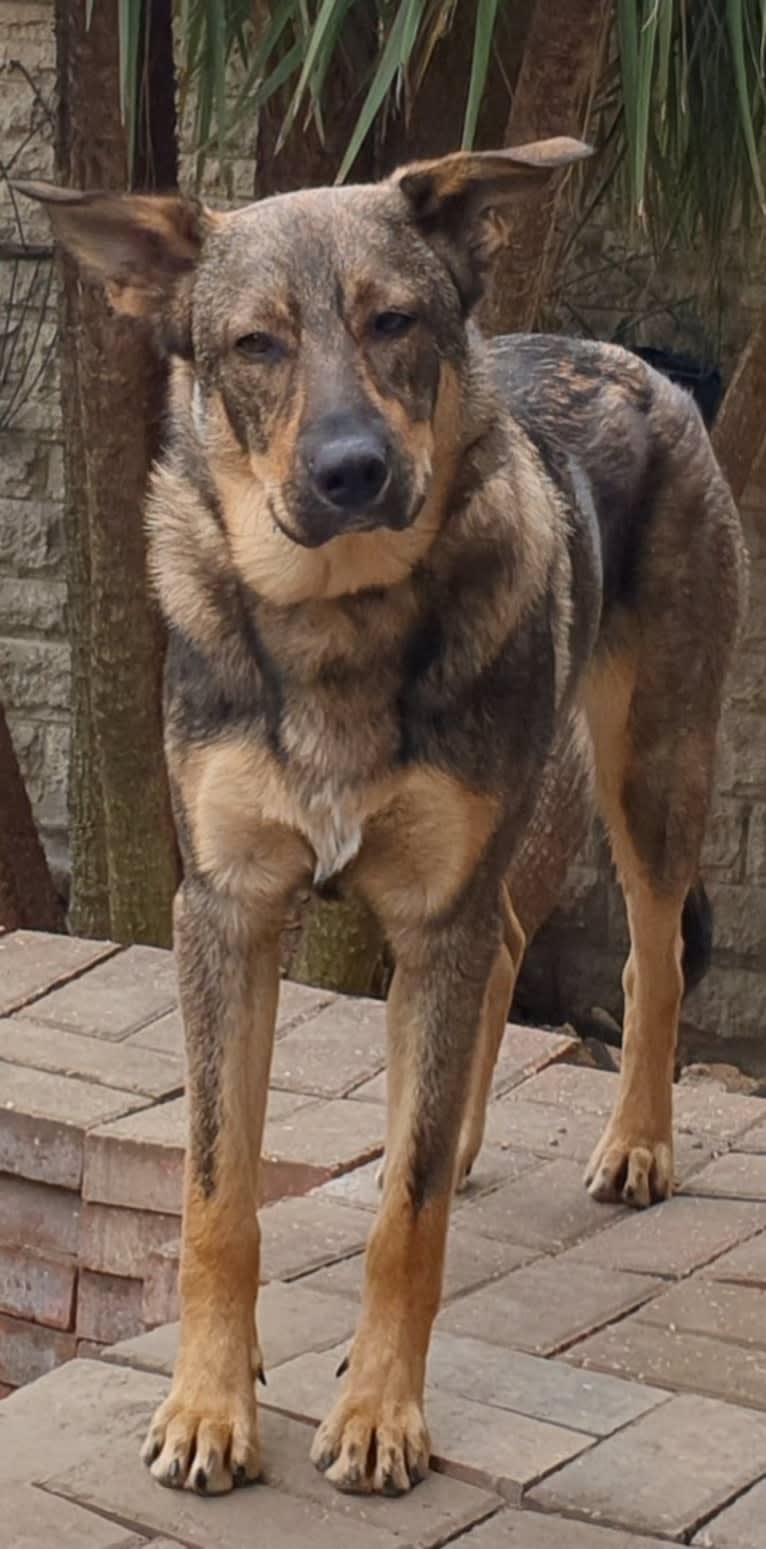 Django, an Eastern European Village Dog tested with EmbarkVet.com