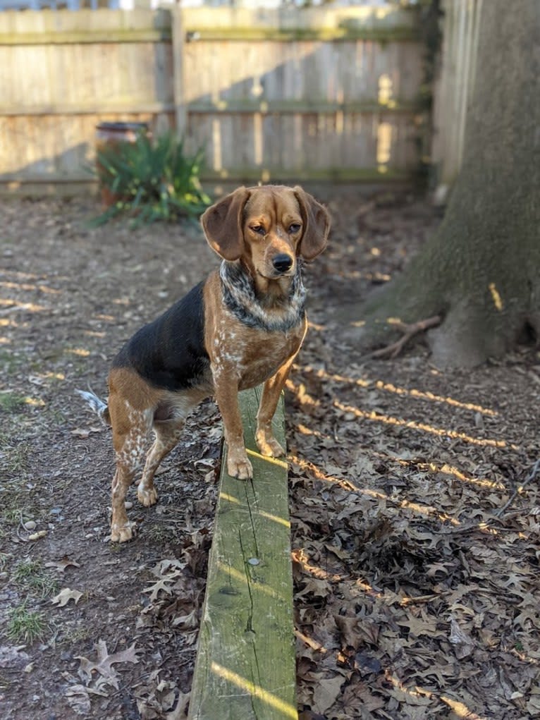 Ethan, a Beagle and Chinese Shar-Pei mix tested with EmbarkVet.com