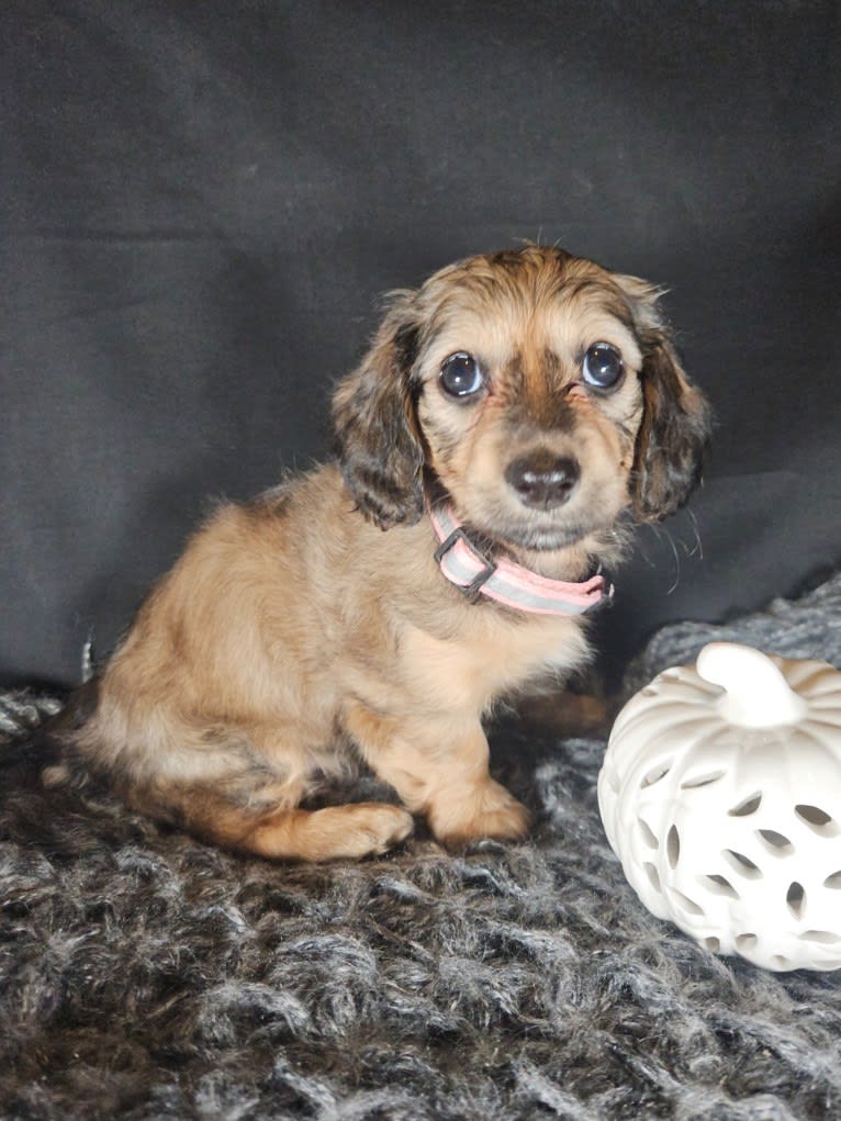 Mighty Aimee Rutledge, a Dachshund tested with EmbarkVet.com