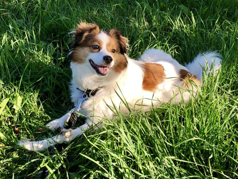 Cooper, an Australian Cattle Dog and Shih Tzu mix tested with EmbarkVet.com