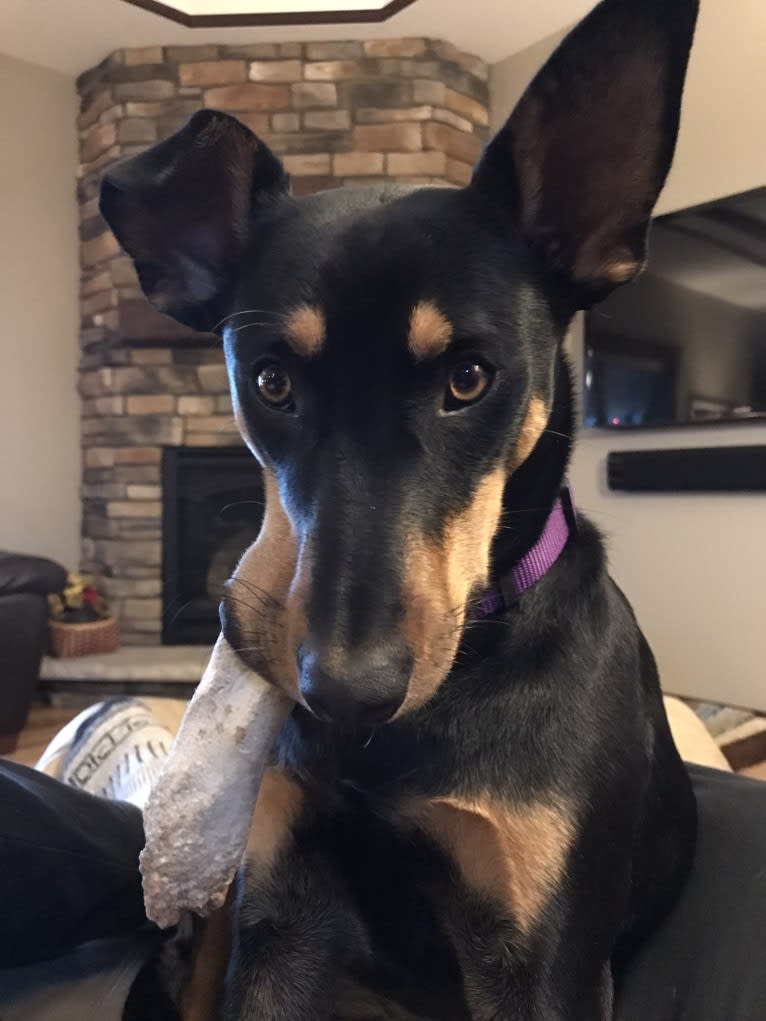 Emma, an Australian Cattle Dog and American Pit Bull Terrier mix tested with EmbarkVet.com