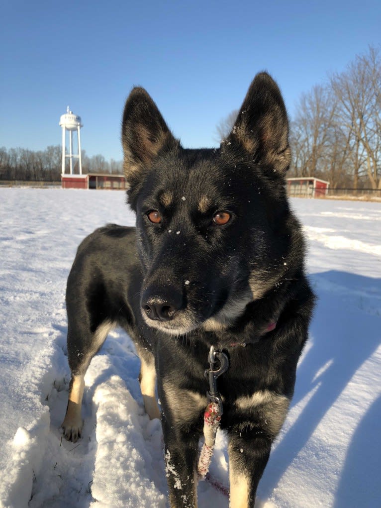 Laika, a Siberian Husky and Border Collie mix tested with EmbarkVet.com