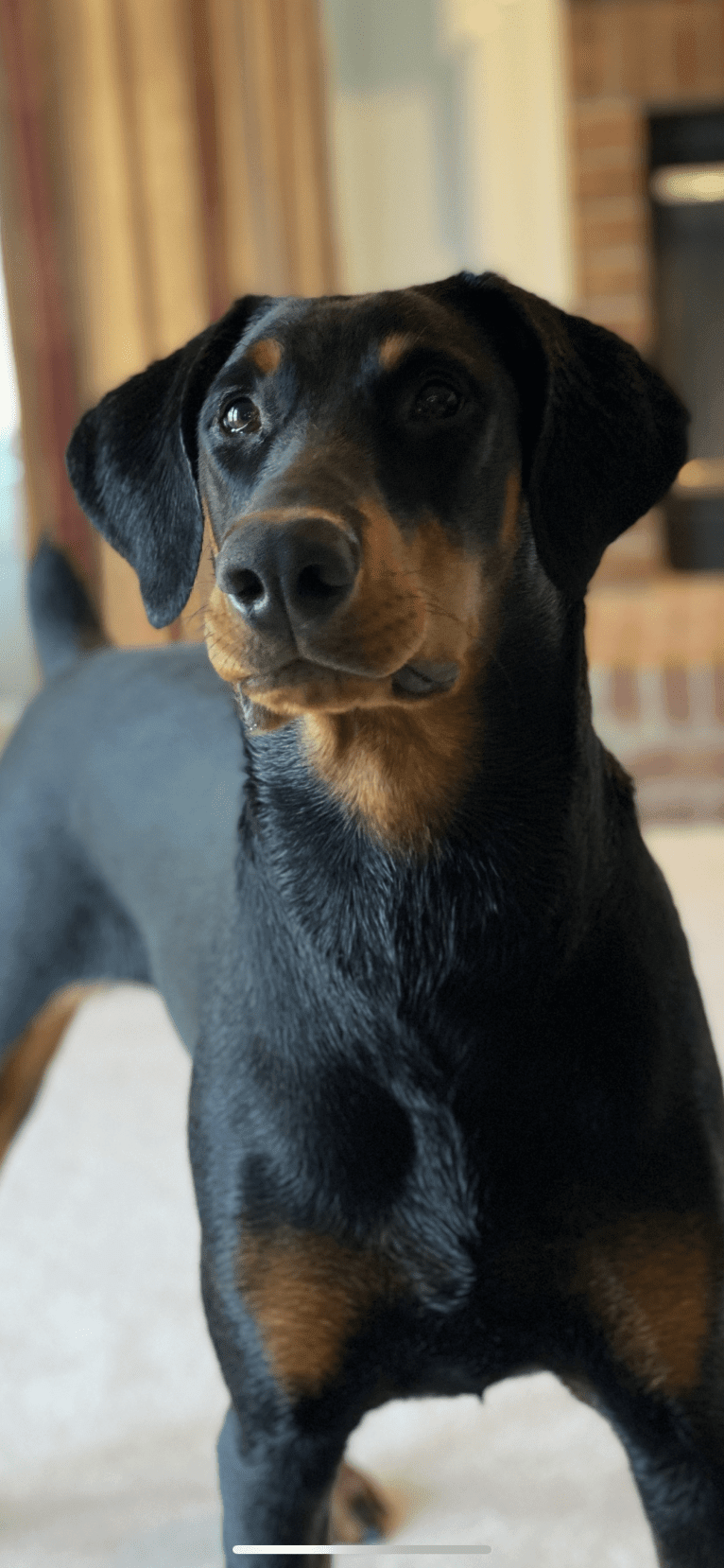 Arlo, a Doberman Pinscher tested with EmbarkVet.com