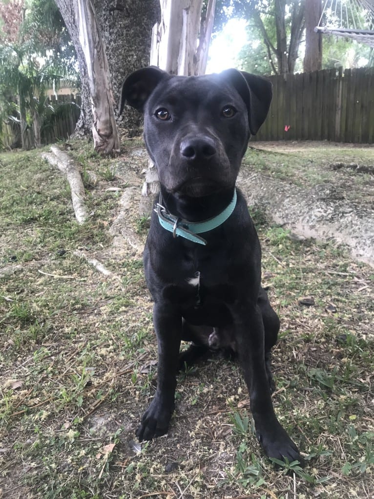 Bojangle, an American Pit Bull Terrier and American Staffordshire Terrier mix tested with EmbarkVet.com