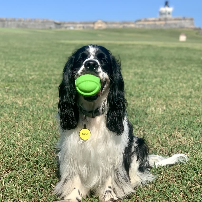 Nico, a Cocker Spaniel and English Cocker Spaniel mix tested with EmbarkVet.com