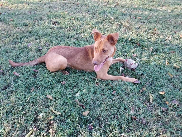 Miles Couper, an Australian Cattle Dog and American Pit Bull Terrier mix tested with EmbarkVet.com