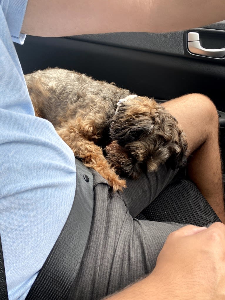 Dakota, a Shihpoo tested with EmbarkVet.com
