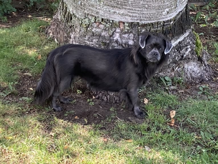 Ruby, a Chihuahua and Shih Tzu mix tested with EmbarkVet.com