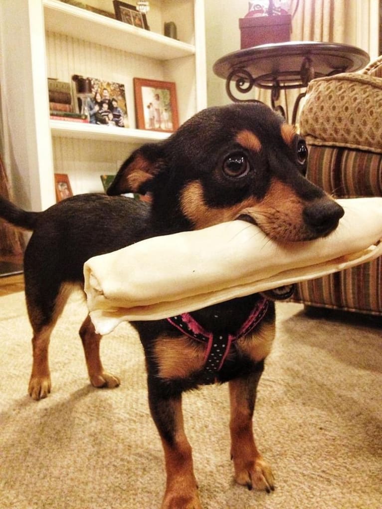 Macy, a Dachshund and Chihuahua mix tested with EmbarkVet.com