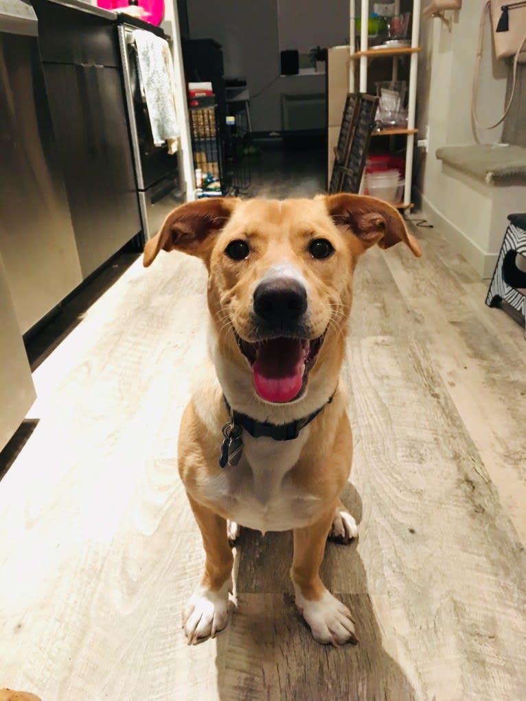 Emilio, a Dachshund and Rat Terrier mix tested with EmbarkVet.com