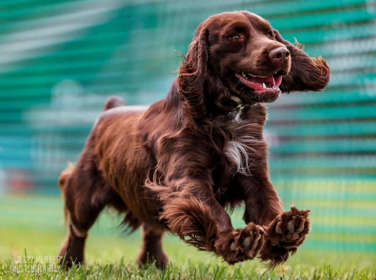 Fig, a Field Spaniel tested with EmbarkVet.com