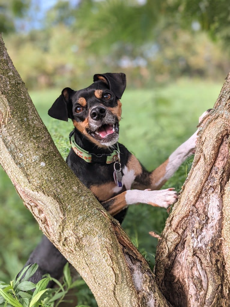 SJ's Clever Girl "Jyn", a Russell-type Terrier and Beagle mix tested with EmbarkVet.com