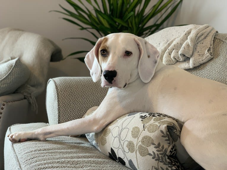Finnley, a Treeing Walker Coonhound and Boxer mix tested with EmbarkVet.com