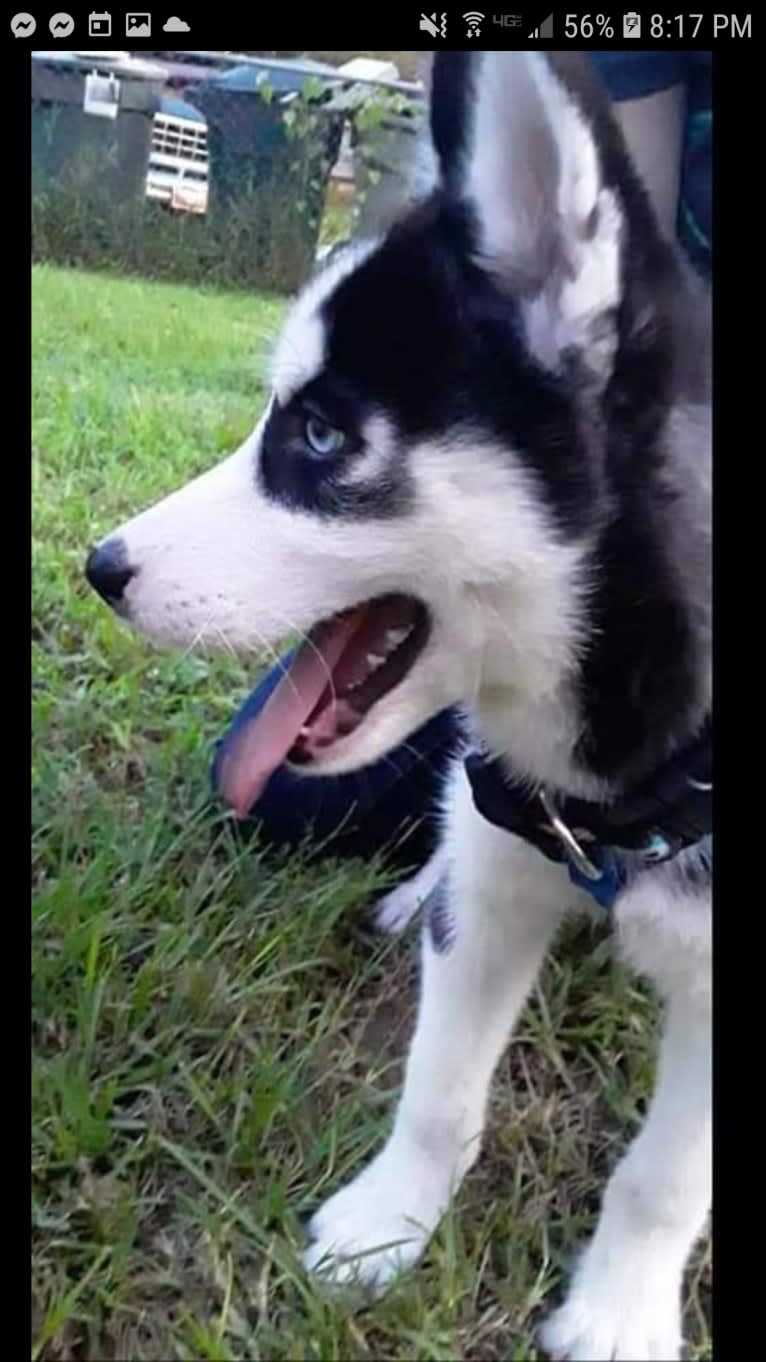 Haiku, a Siberian Husky tested with EmbarkVet.com