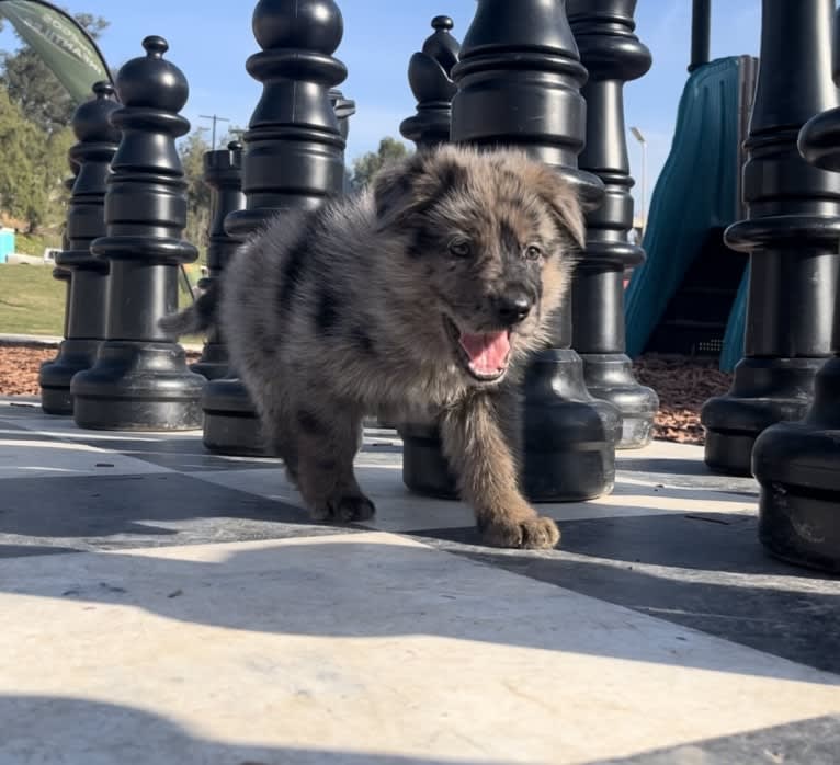 Stubby, a German Shepherd Dog tested with EmbarkVet.com