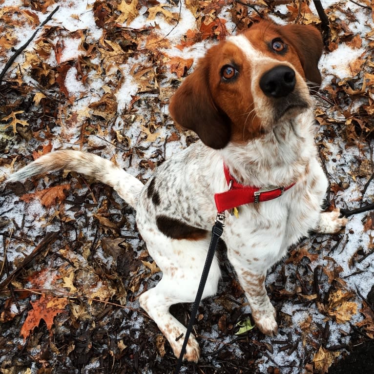 Artie, a Treeing Walker Coonhound and Llewellin Setter mix tested with EmbarkVet.com