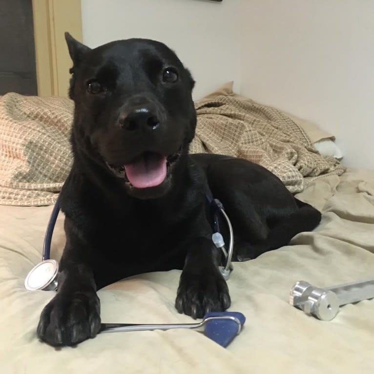 Dowdy, an American Pit Bull Terrier and Chow Chow mix tested with EmbarkVet.com