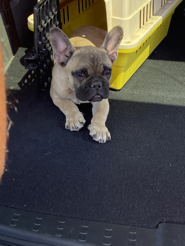 Bear, a French Bulldog and Bulldog mix tested with EmbarkVet.com