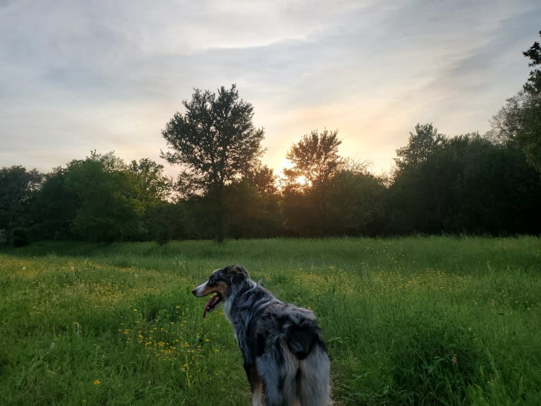 Ellie Einstein Cow Creek Aussies, an Australian Shepherd tested with EmbarkVet.com