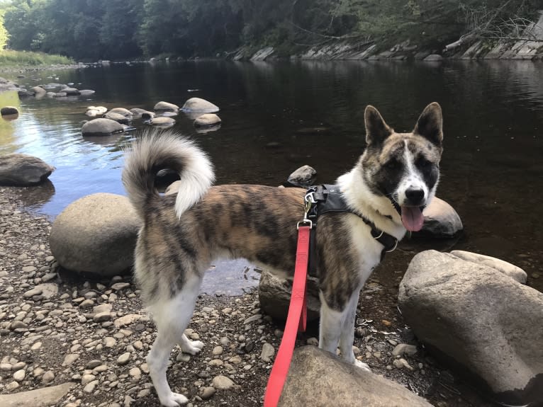 Amelie, a Japanese or Korean Village Dog and Jindo mix tested with EmbarkVet.com