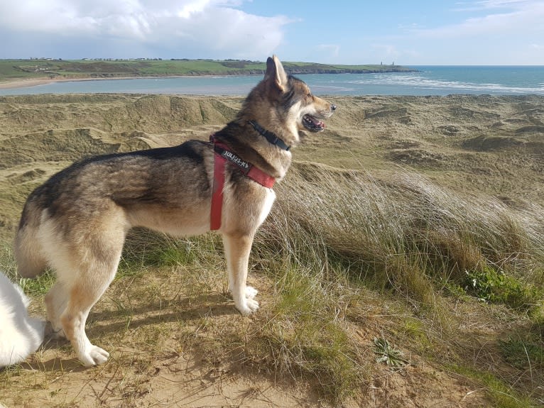 Kalen, a German Shepherd Dog and Siberian Husky mix tested with EmbarkVet.com