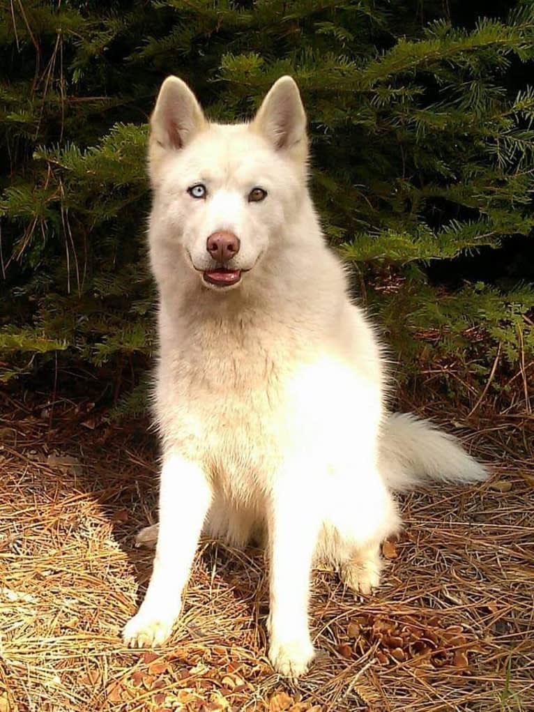 Meeshka, a Siberian Husky tested with EmbarkVet.com