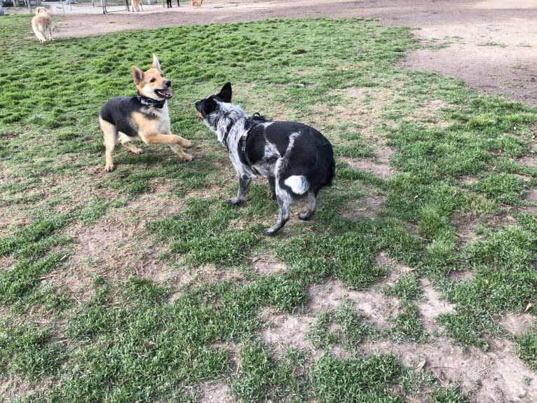 Shainee, a German Shepherd Dog and Australian Cattle Dog mix tested with EmbarkVet.com