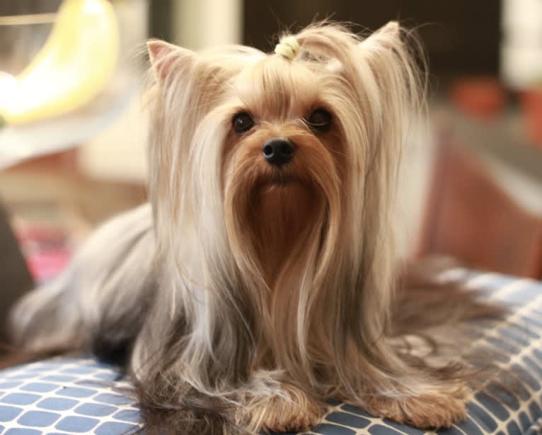 Max, a Yorkshire Terrier tested with EmbarkVet.com