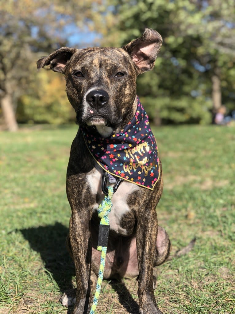 Mackey, an American Pit Bull Terrier tested with EmbarkVet.com