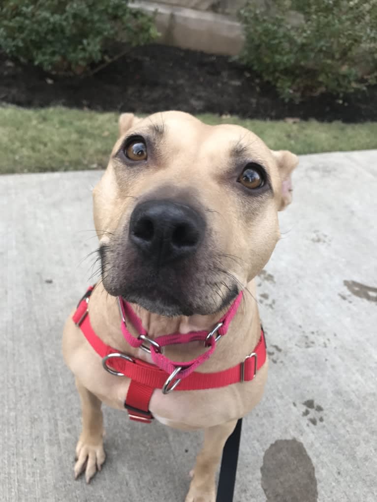 Winnie, an American Pit Bull Terrier tested with EmbarkVet.com