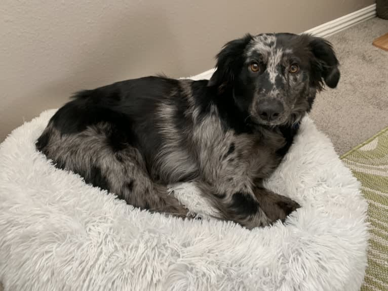 Plutonium, a Border Collie and Miniature/MAS-type Australian Shepherd mix tested with EmbarkVet.com