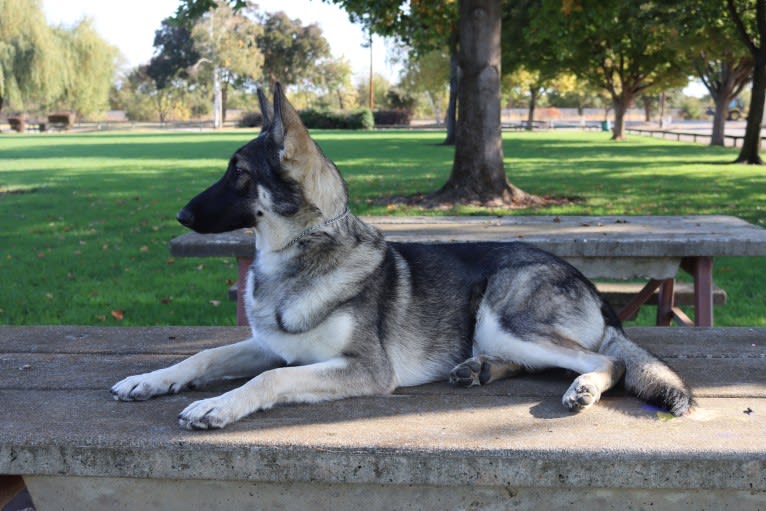 Nova, a German Shepherd Dog tested with EmbarkVet.com