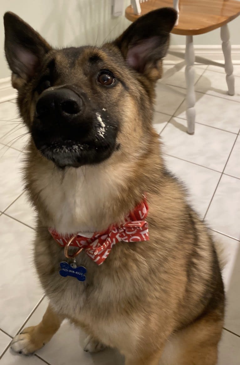 Percy, a Norwegian Elkhound and Australian Cattle Dog mix tested with EmbarkVet.com