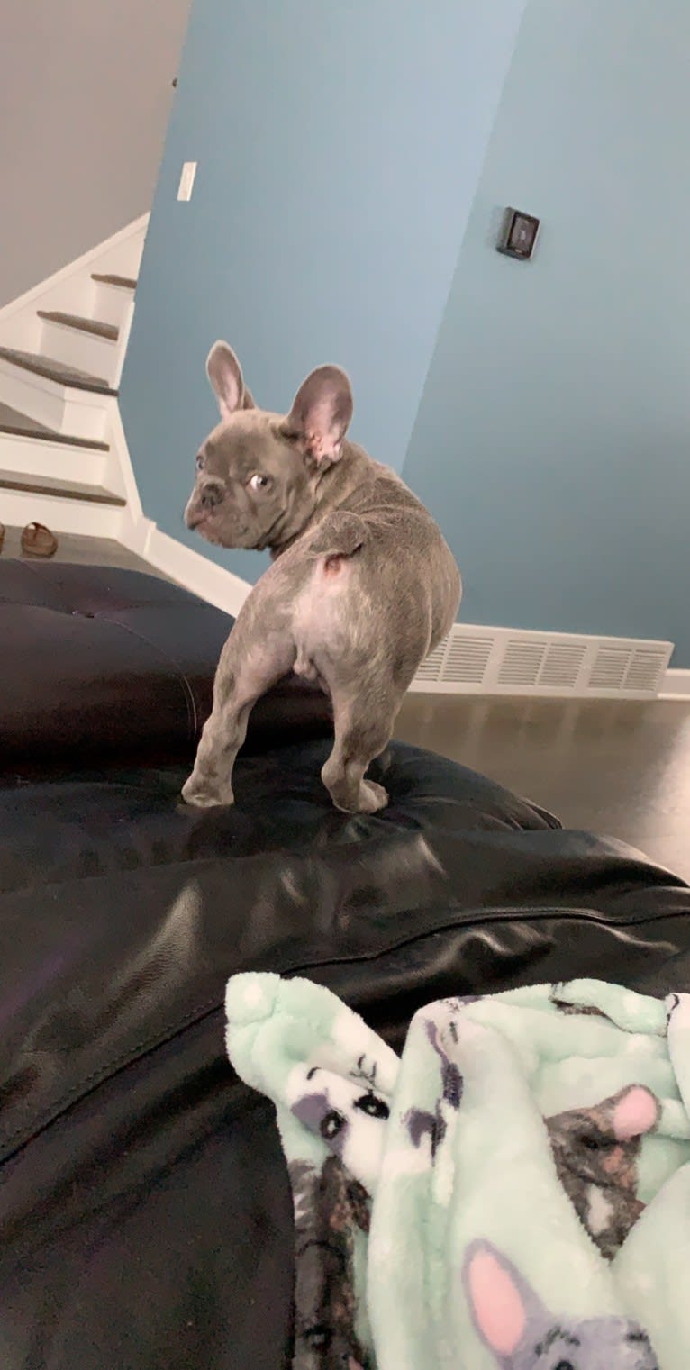 Nardo, a French Bulldog tested with EmbarkVet.com