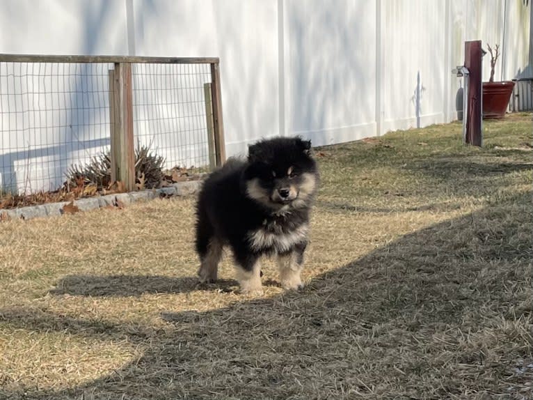 Kari, a Finnish Lapphund tested with EmbarkVet.com