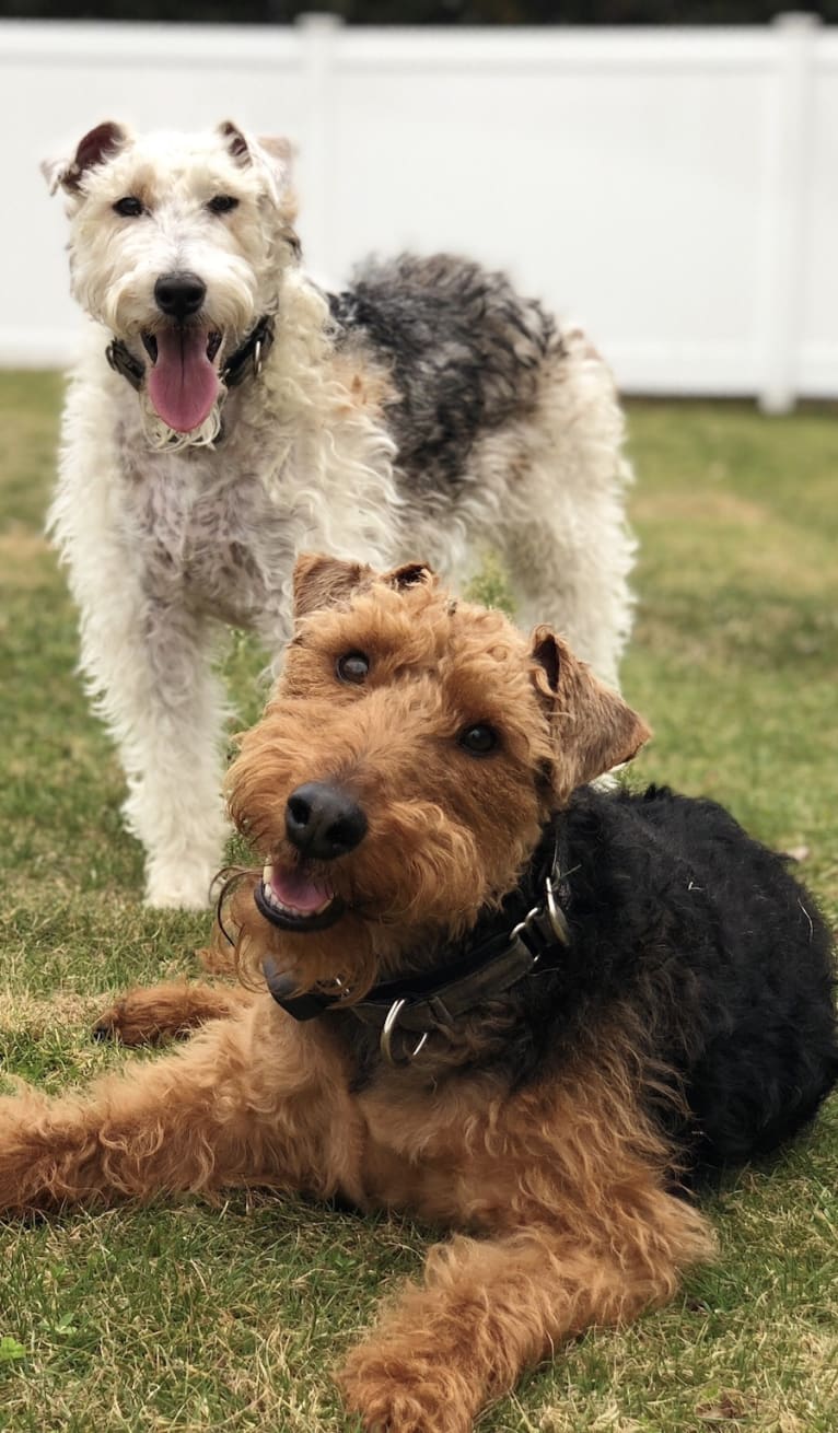 Howitzer, a Welsh Terrier tested with EmbarkVet.com