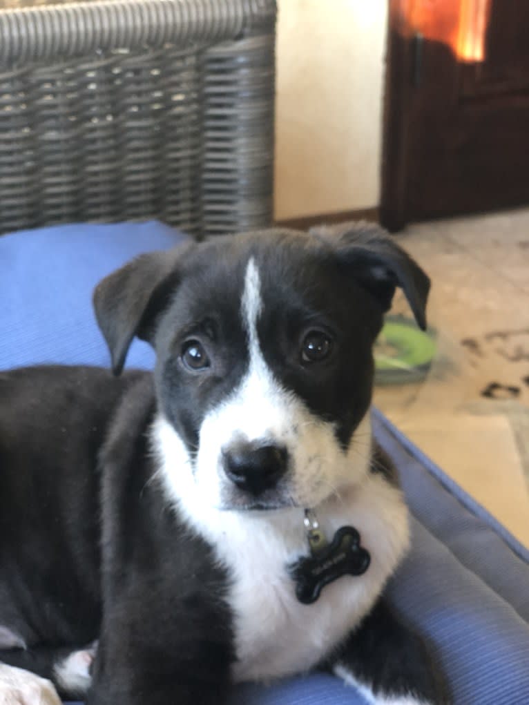 Easton, a Great Pyrenees and American Pit Bull Terrier mix tested with EmbarkVet.com