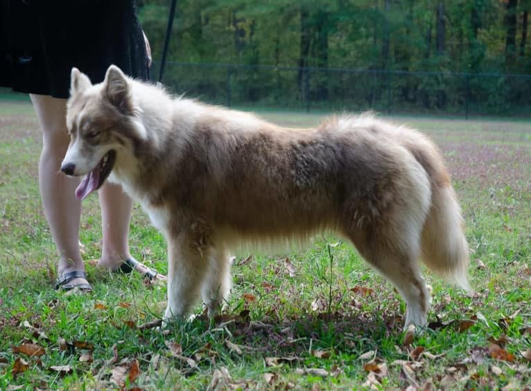 Sokka, a Siberian Husky tested with EmbarkVet.com