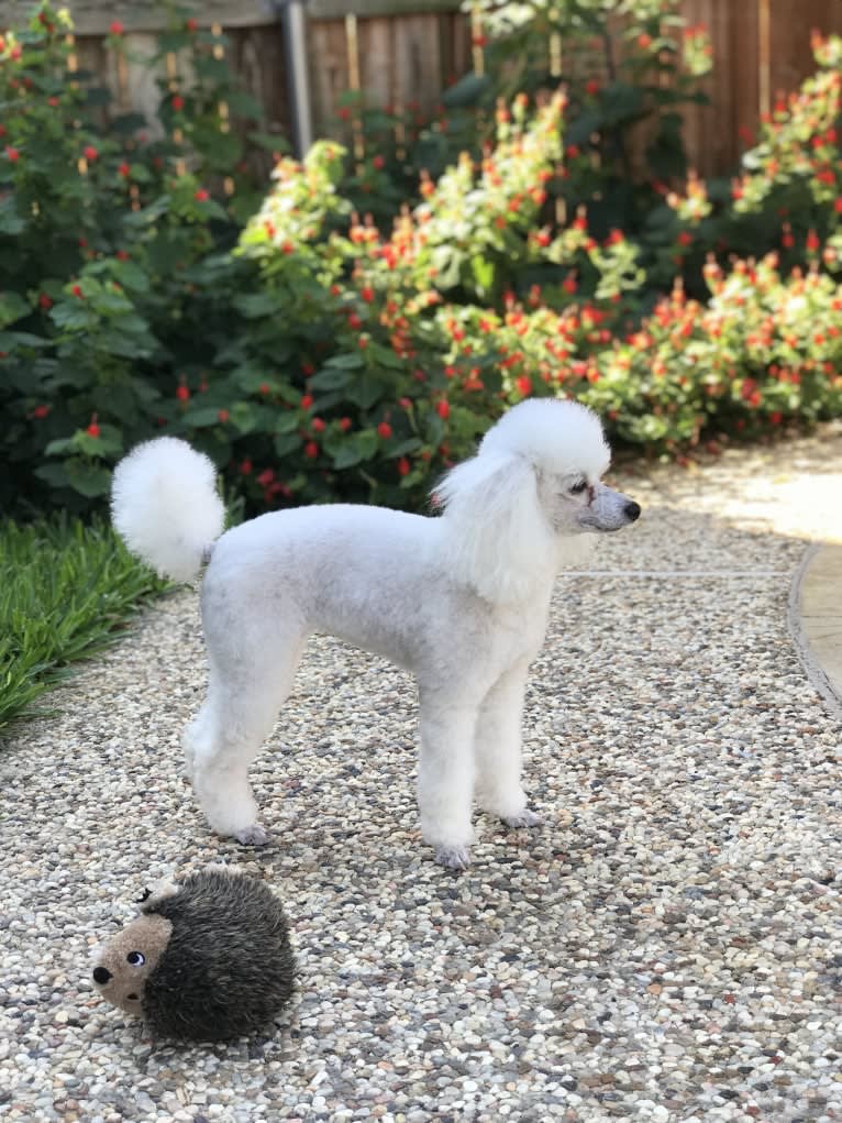 Keiko, a Poodle (Small) tested with EmbarkVet.com