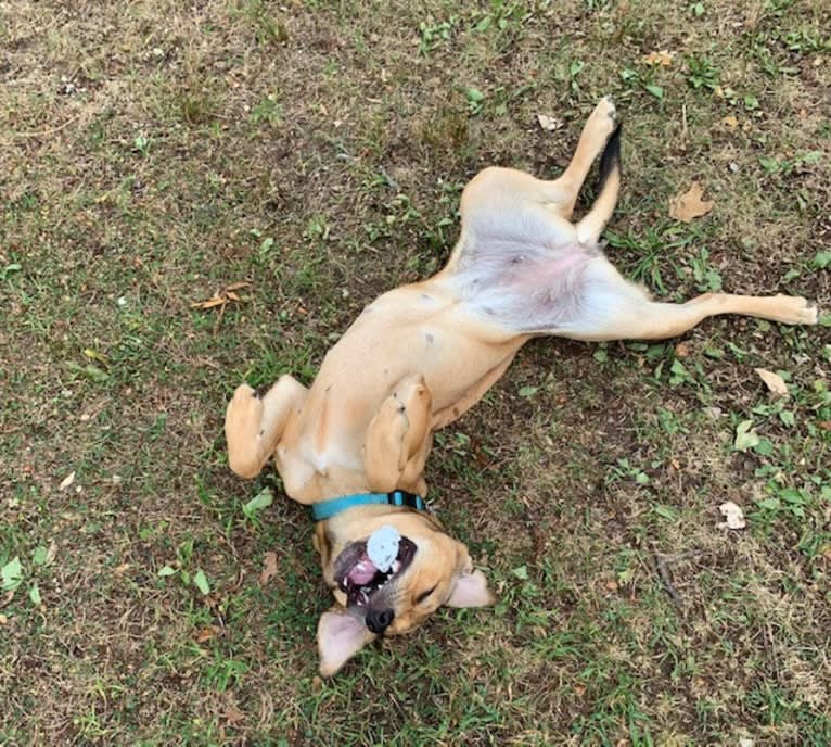 Pretzel, a Beagle and Golden Retriever mix tested with EmbarkVet.com