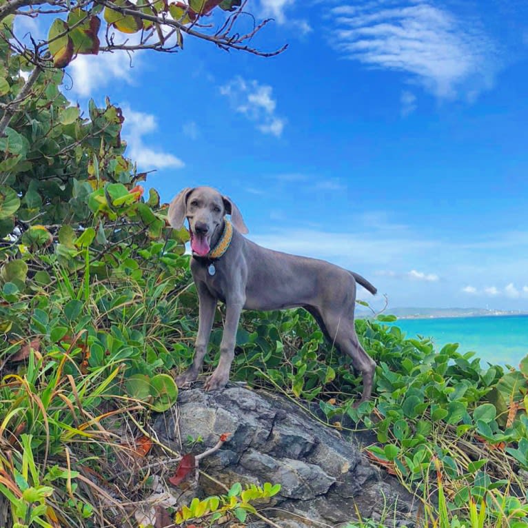 Arya the Weim, a Weimaraner tested with EmbarkVet.com