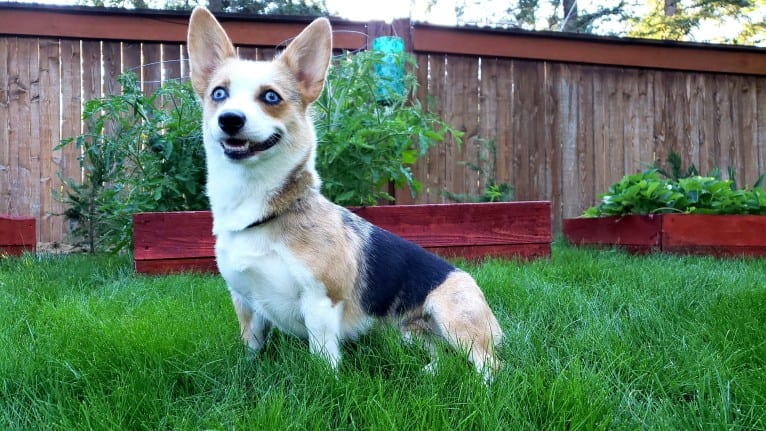 Luna Lu, a Pembroke Welsh Corgi tested with EmbarkVet.com